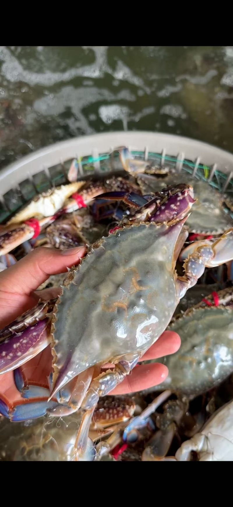 精品大公，中公蟹，精品花脐蟹，大母小母