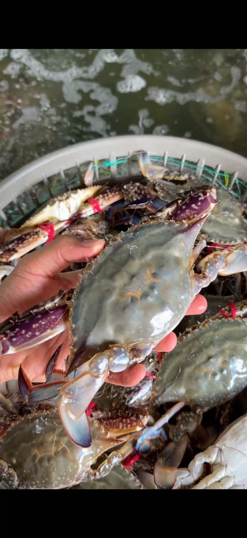 精品大公，中公蟹，精品花脐蟹，大母小母