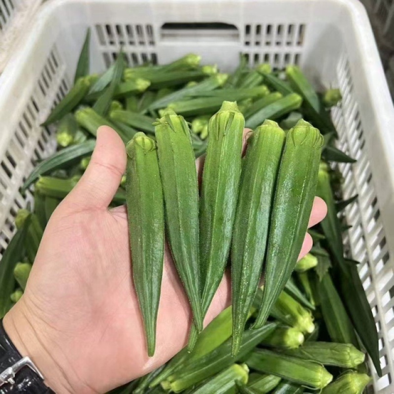 秋葵大量上市质量保证对接全国欢迎来单
