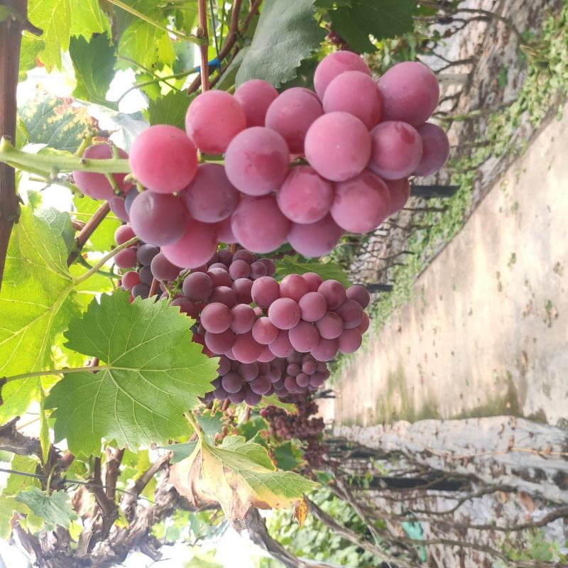 大棚红提味道脆甜，粉色好，爪型好，价格美丽