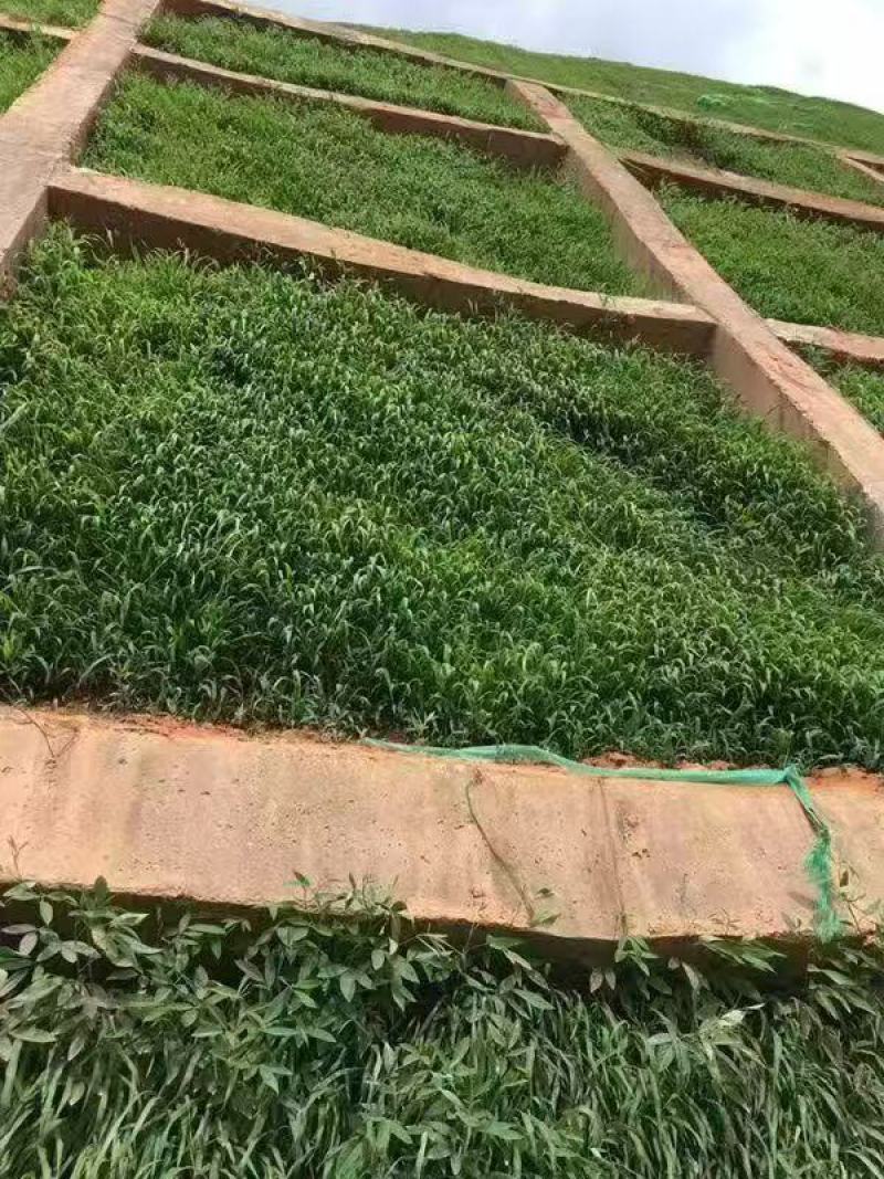 进口百喜草种子耐高温护坡固土工程绿化草籽快速复绿护