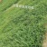 进口百喜草种子耐高温护坡固土工程绿化草籽快速复绿护