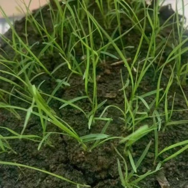 野牛草种子抗病虫易种植草坪种子耐磨耐践踏耐盐野牛草牧草