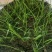 野牛草种子抗病虫易种植草坪种子耐磨耐践踏耐盐野牛草牧草