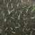 野牛草种子抗病虫易种植草坪种子耐磨耐践踏耐盐野牛草牧草