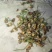 野牛草种子抗病虫易种植草坪种子耐磨耐践踏耐盐野牛草牧草