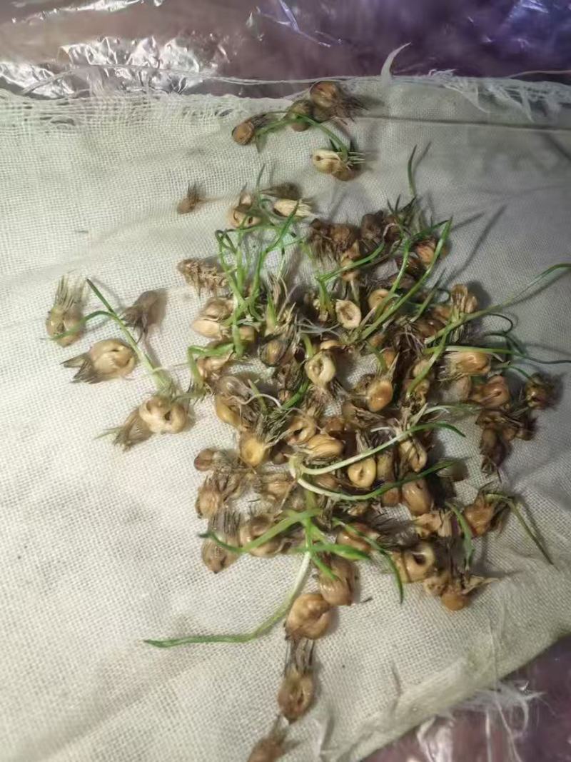 野牛草种子抗病虫易种植草坪种子耐磨耐践踏耐盐野牛草牧草