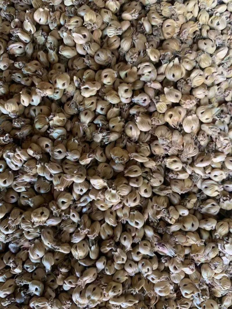 野牛草种子抗病虫易种植草坪种子耐磨耐践踏耐盐野牛草牧草