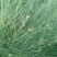 野牛草种子抗病虫易种植草坪种子耐磨耐践踏耐盐野牛草牧草