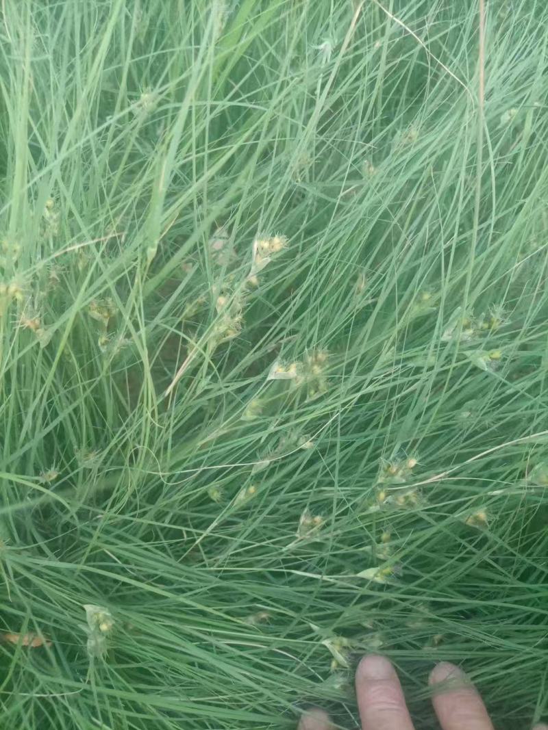 野牛草种子抗病虫易种植草坪种子耐磨耐践踏耐盐野牛草牧草