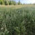 野牛草种子抗病虫易种植草坪种子耐磨耐践踏耐盐野牛草牧草