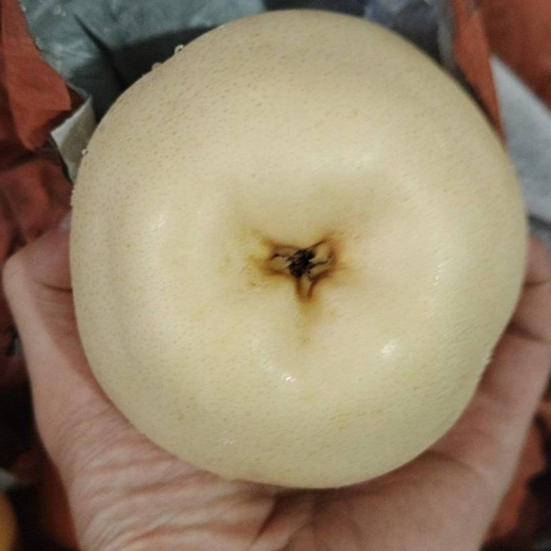恩施圆黄黄金梨