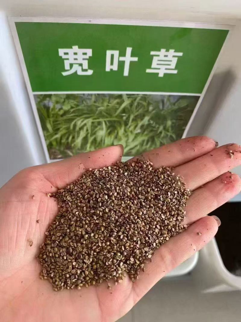 宽叶草种子宽叶雀稗饲用养殖耐热耐旱护坡固土草坪