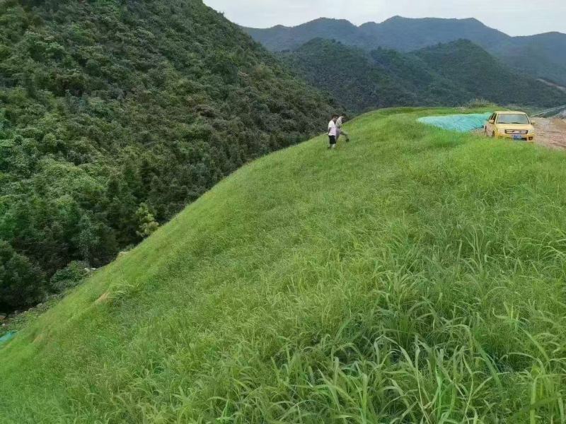 宽叶草种子宽叶雀稗饲用养殖耐热耐旱护坡固土草坪