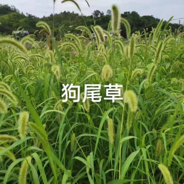 狗尾草种子狗尾巴草种子狗尾草种籽绿化护坡固土耐热耐旱牧草