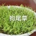 狗尾草种子狗尾巴草种子狗尾草种籽绿化护坡固土耐热耐旱牧草