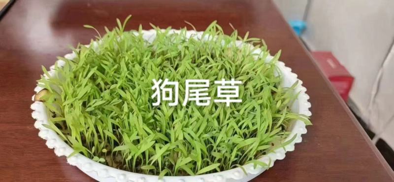 狗尾草种子狗尾巴草种子狗尾草种籽绿化护坡固土耐热耐旱牧草