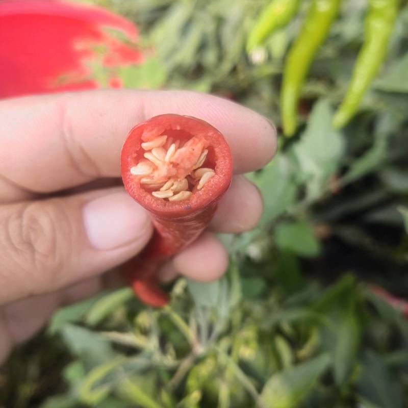 辣椒