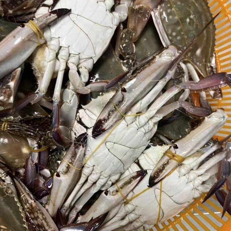 精品梭子蟹，手挑鲜活，整车代发