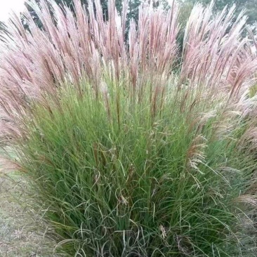 芒草种子野芒草种子牧草种子四季南北方观赏草籽易