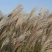 芒草种子野芒草种子牧草种子四季南北方观赏草籽易