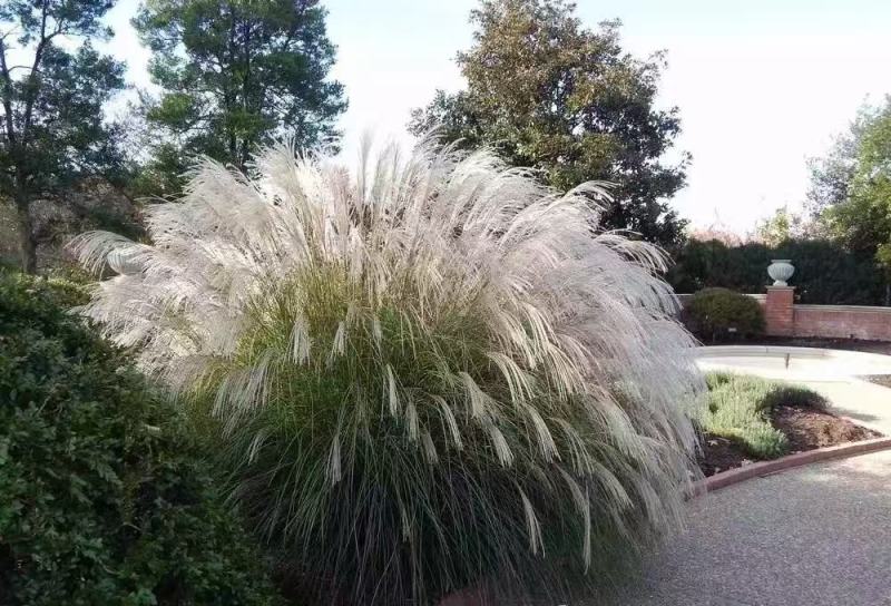 芒草种子野芒草种子牧草种子四季南北方观赏草籽易