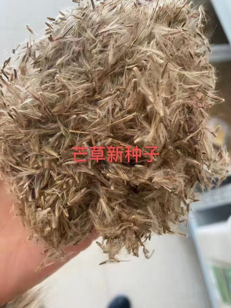 芒草种子野芒草种子牧草种子四季南北方观赏草籽易