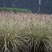 芒草种子野芒草种子牧草种子四季南北方观赏草籽易
