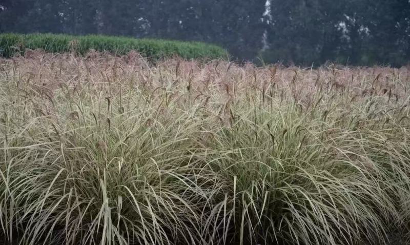 芒草种子野芒草种子牧草种子四季南北方观赏草籽易
