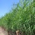 芦苇种籽护坡固土草种芦苇种子植物水生植物小灌木多年生