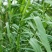 芦苇种籽护坡固土草种芦苇种子植物水生植物小灌木多年生