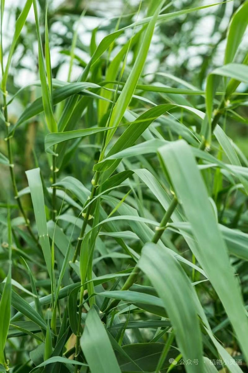 芦苇种籽护坡固土草种芦苇种子植物水生植物小灌木多年生