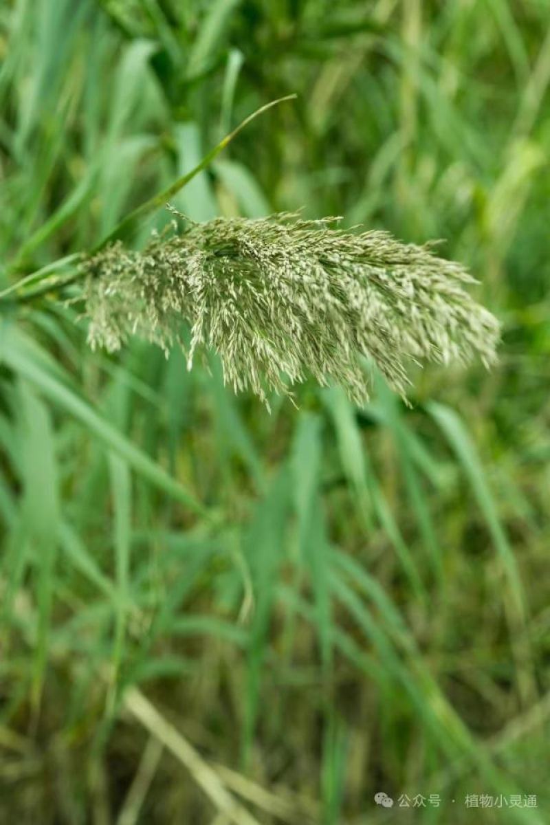 芦苇种籽护坡固土草种芦苇种子植物水生植物小灌木多年生