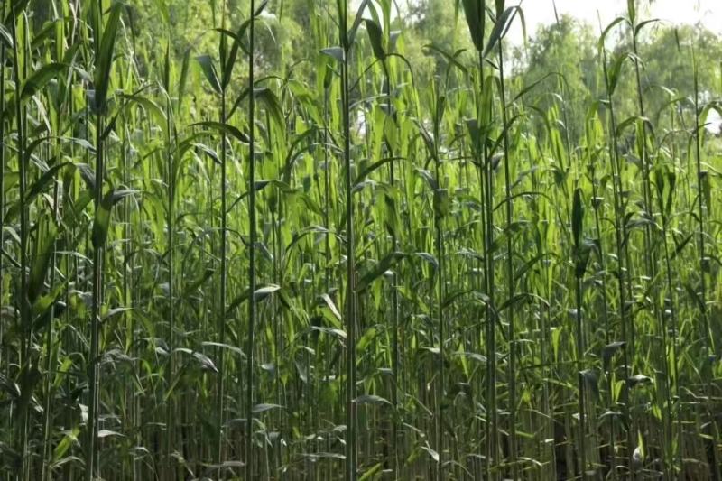芦苇种籽护坡固土草种芦苇种子植物水生植物小灌木多年生
