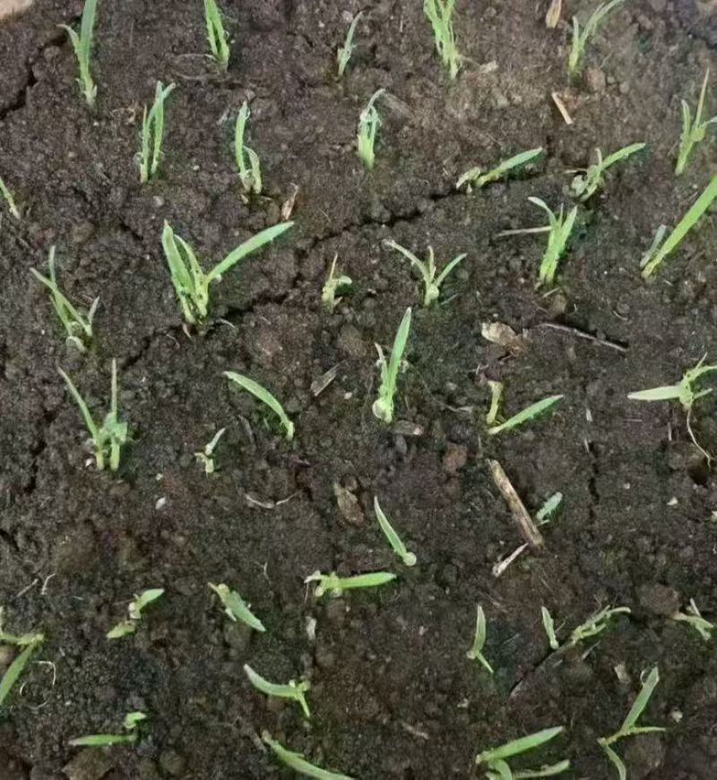 芦苇种籽护坡固土草种芦苇种子植物水生植物小灌木多年生
