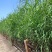 芦苇种籽护坡固土草种芦苇种子植物水生植物小灌木多年生