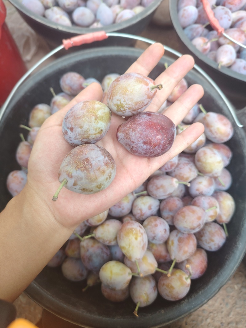 伽师西梅