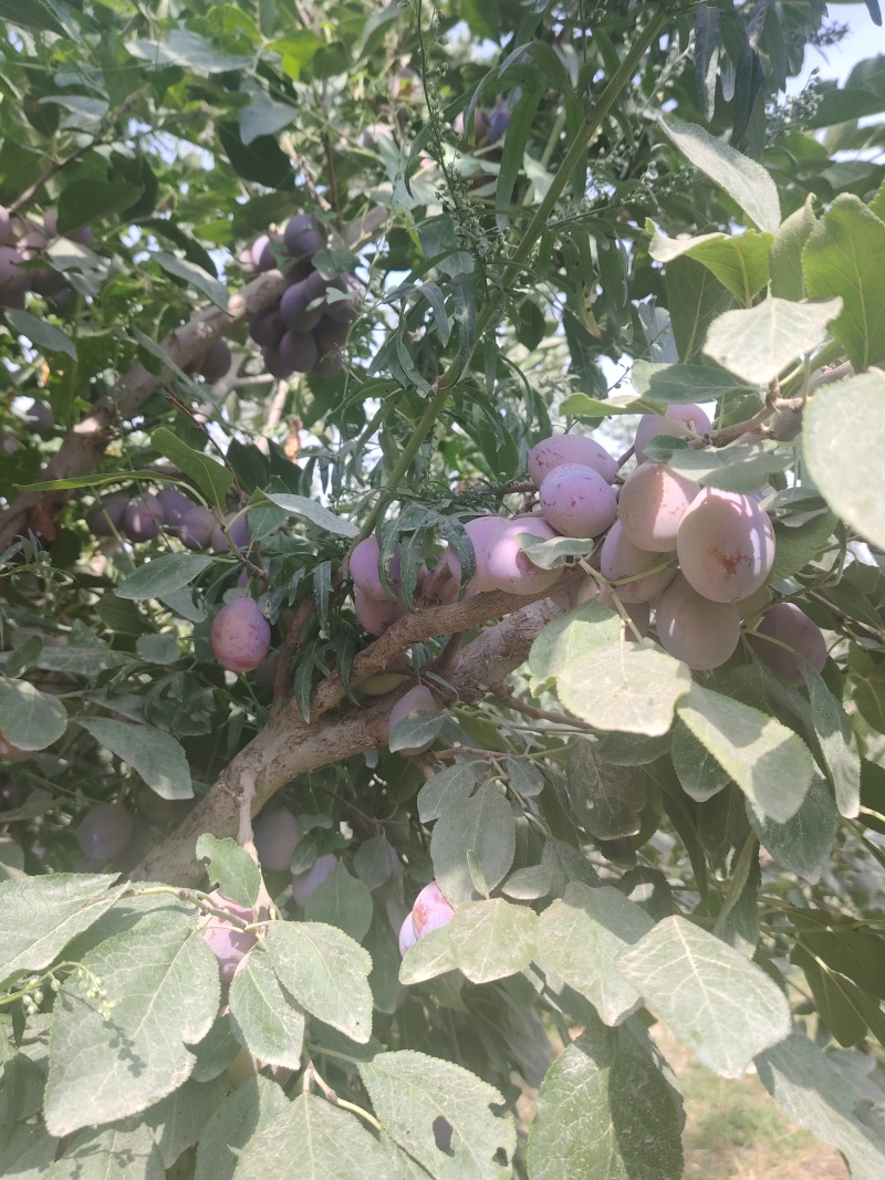 伽师西梅
