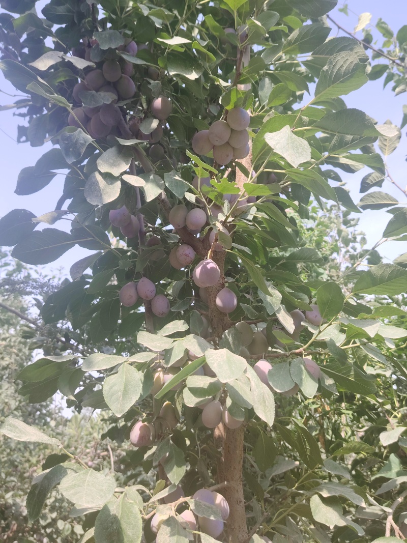 伽师西梅