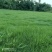 成都地区大量出售绿化草坪台湾二号草卷(新津基地)