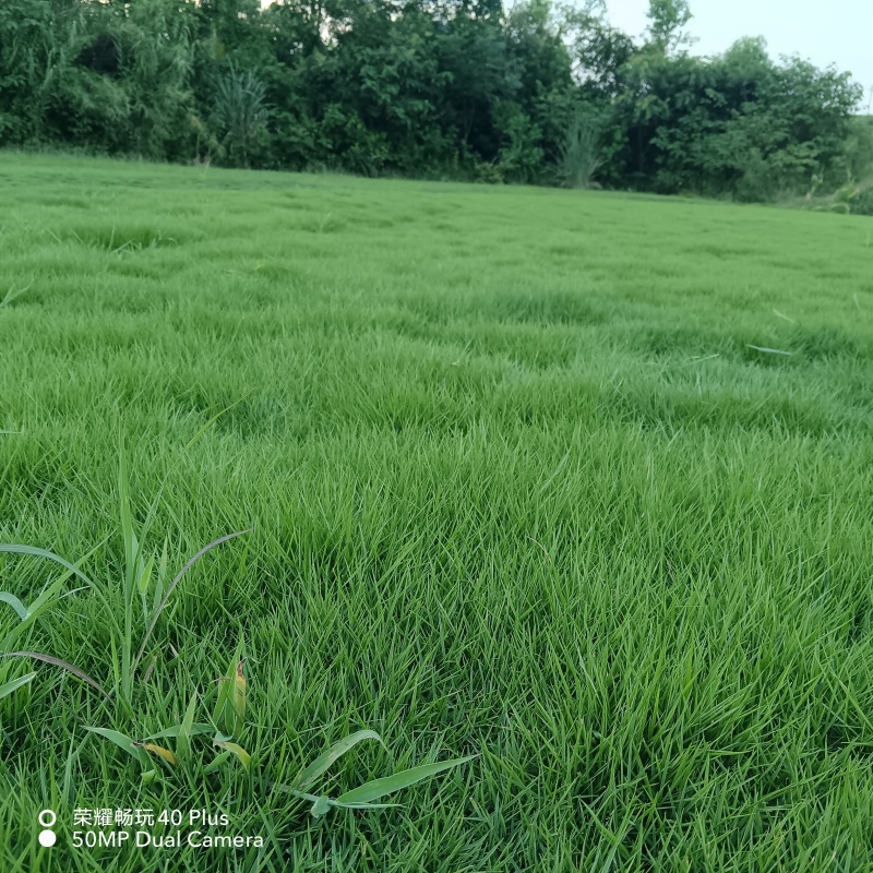 成都地区大量出售绿化草坪台湾二号草卷(新津基地)