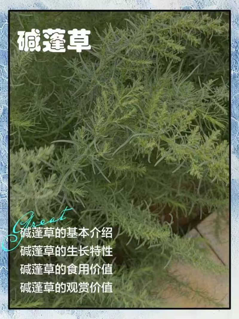 碱蓬草种子盐荒菜荒碱盐地碱蓬种子沙地荒地耐盐碱治理土壤