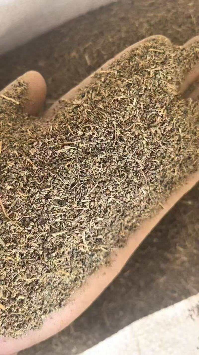 碱蓬草种子盐荒菜荒碱盐地碱蓬种子沙地荒地耐盐碱治理土壤