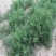 碱蓬草种子盐荒菜荒碱盐地碱蓬种子沙地荒地耐盐碱治理土壤
