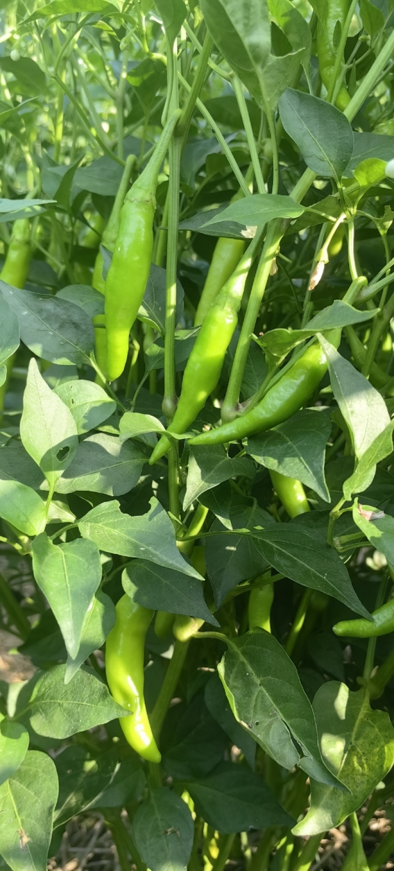 山东菏泽小青阳辣椒新鲜辣椒基地直供现货批发可视频看货