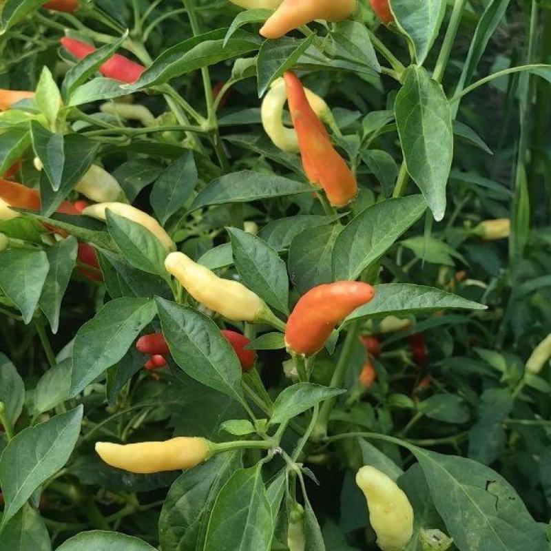【推荐】山东菏泽鲜泡椒产地直采现货批发欢迎来电咨询