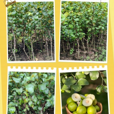 精品苹果枣苗新鲜枣树苗新鲜大量上市成活高量大从优