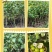 精品苹果枣苗新鲜枣树苗新鲜大量上市成活高量大从优