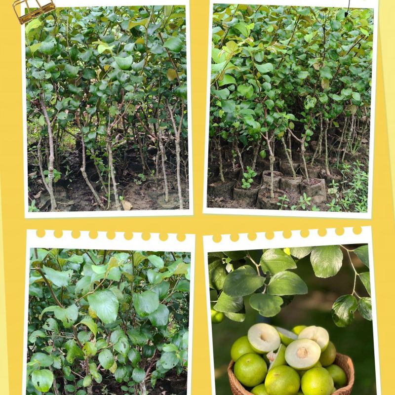 精品苹果枣苗新鲜枣树苗新鲜大量上市成活高量大从优