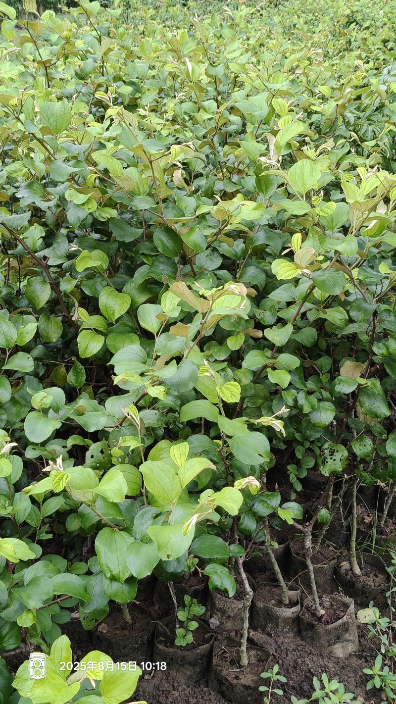 苹果枣苗11号，产地直发，大量有货，欢迎各位老板咨询采购